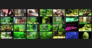 aquarium collage