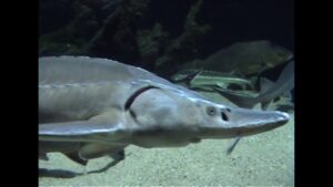 Aquazoo Düsseldorf – Aquarium und Terrarium im Nordpark
