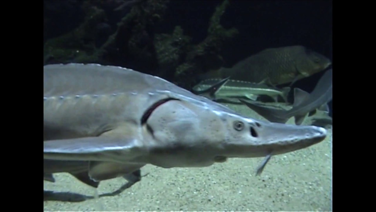 Aquazoo Düsseldorf – Aquarium und Terrarium im Nordpark