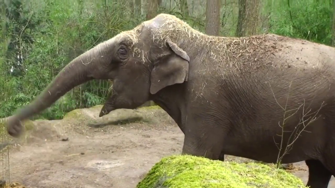 Burgers Zoo Arnheim – Erlebniswelten mit Tieren hautnah