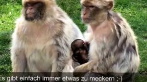 Familien-Clips – Spaß-Momente aus dem Familienalltag