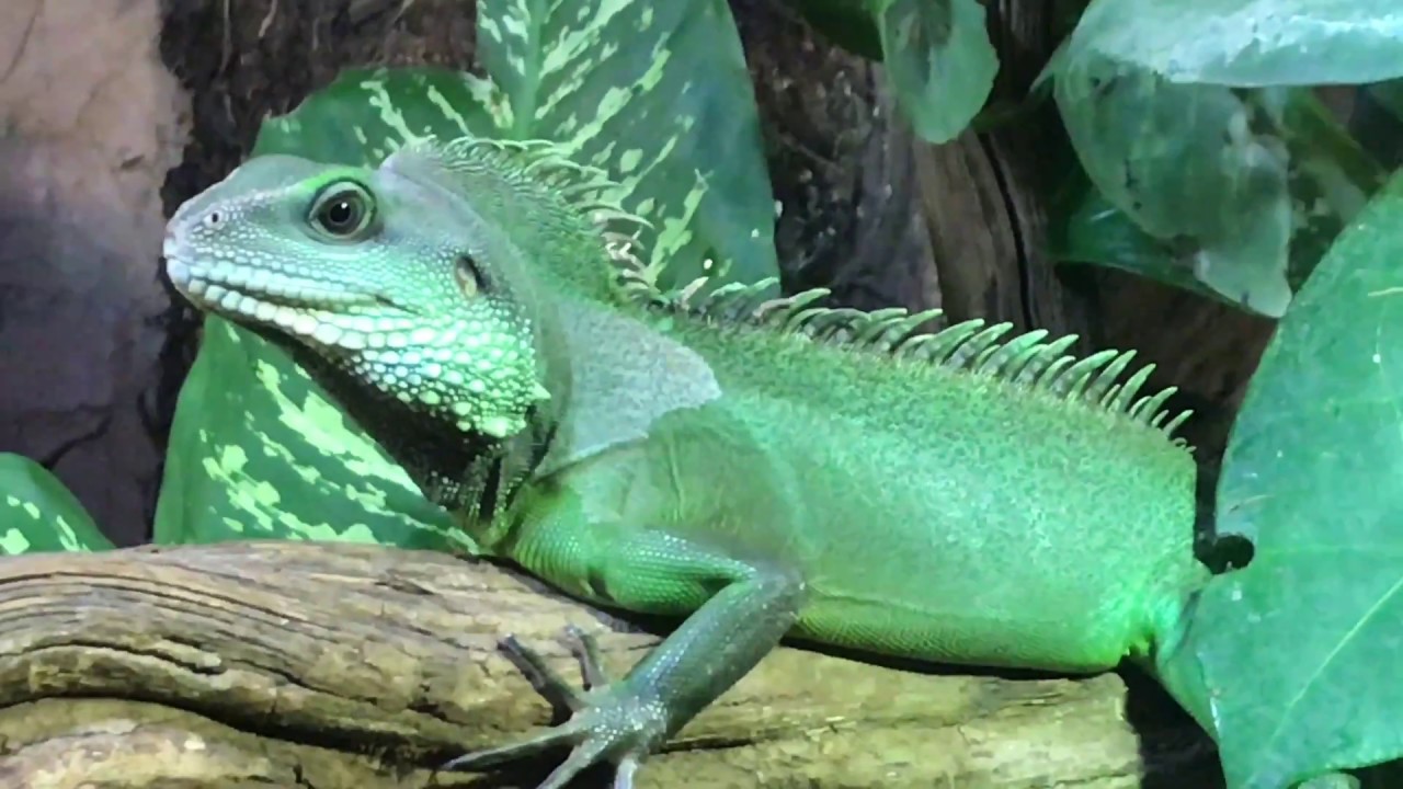 Tierpark Fauna Solingen – Tiere in der Gräfrather Heide