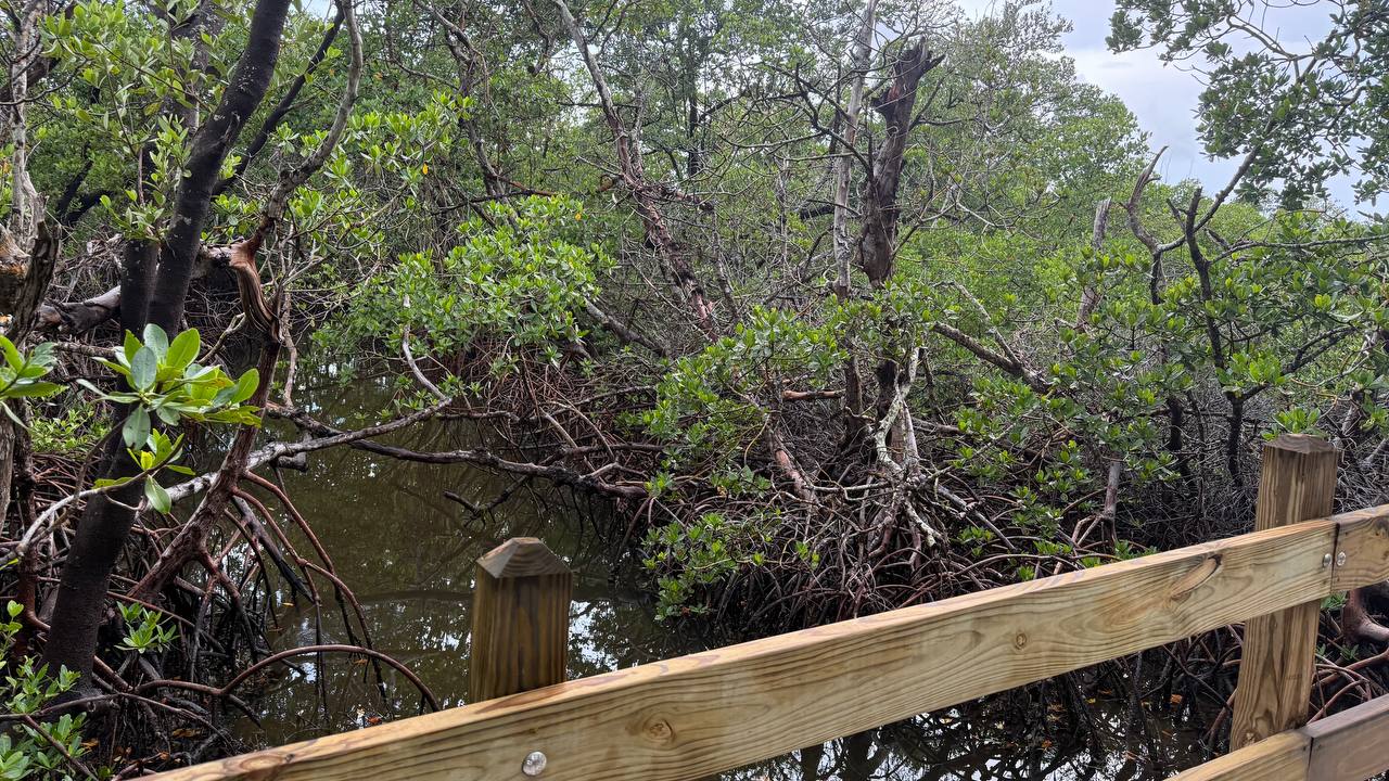 Quick Point Nature Preserve bei Sarasota am zehnten Tag in Florida (5)