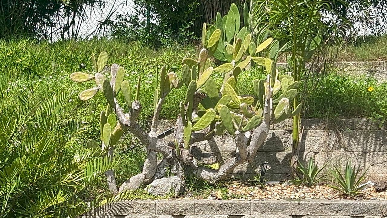 Palma Sola Botanical Park am 13. Tag der Florida-Reise (22)