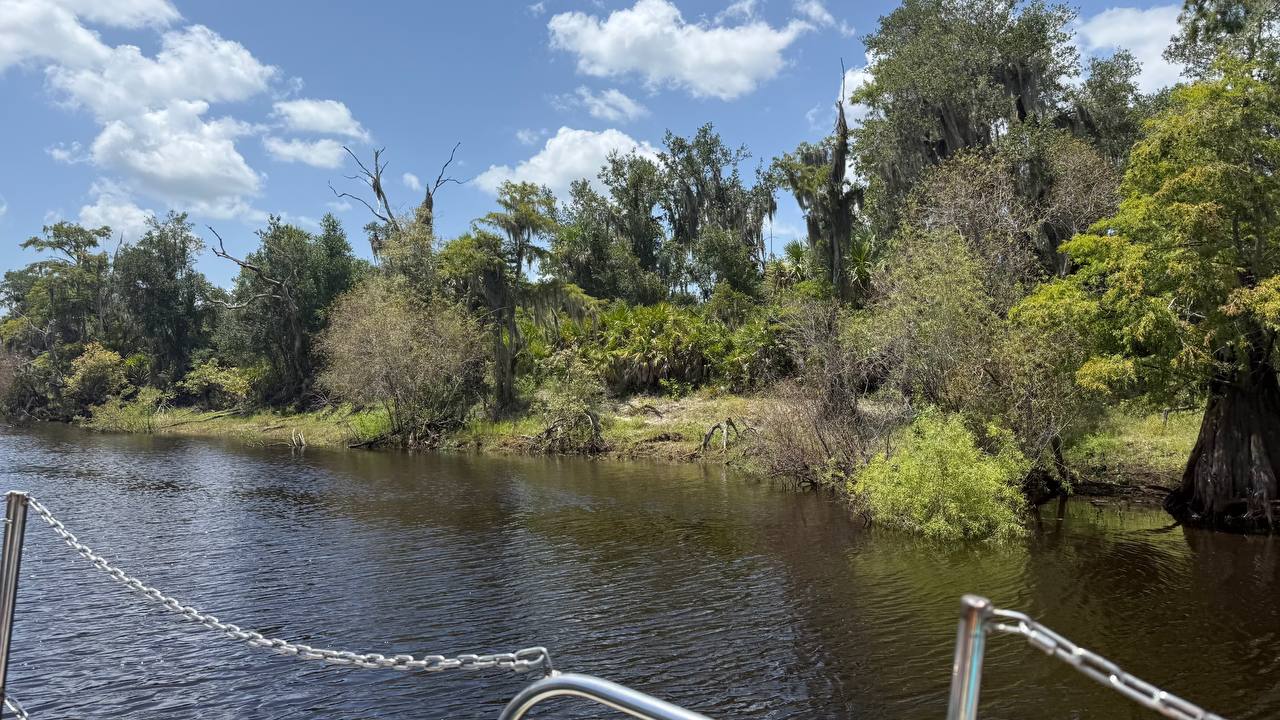 Seilbrücke und Alligator im Wasser während der Luftboot-Tour in den Everglades