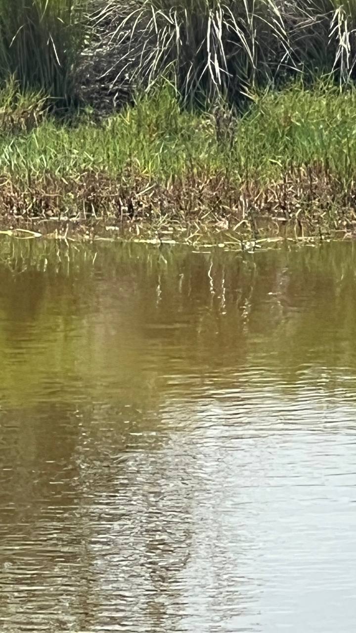 Gewässer mit sanften Wellen und Schilf am Ufer im Robinson Preserve Park