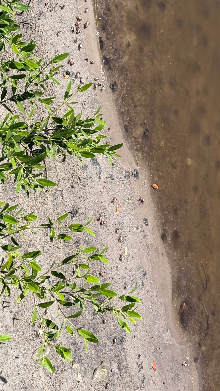 Natürliches Ufer mit Sand, Wasser und Grün im Robinson Preserve Park