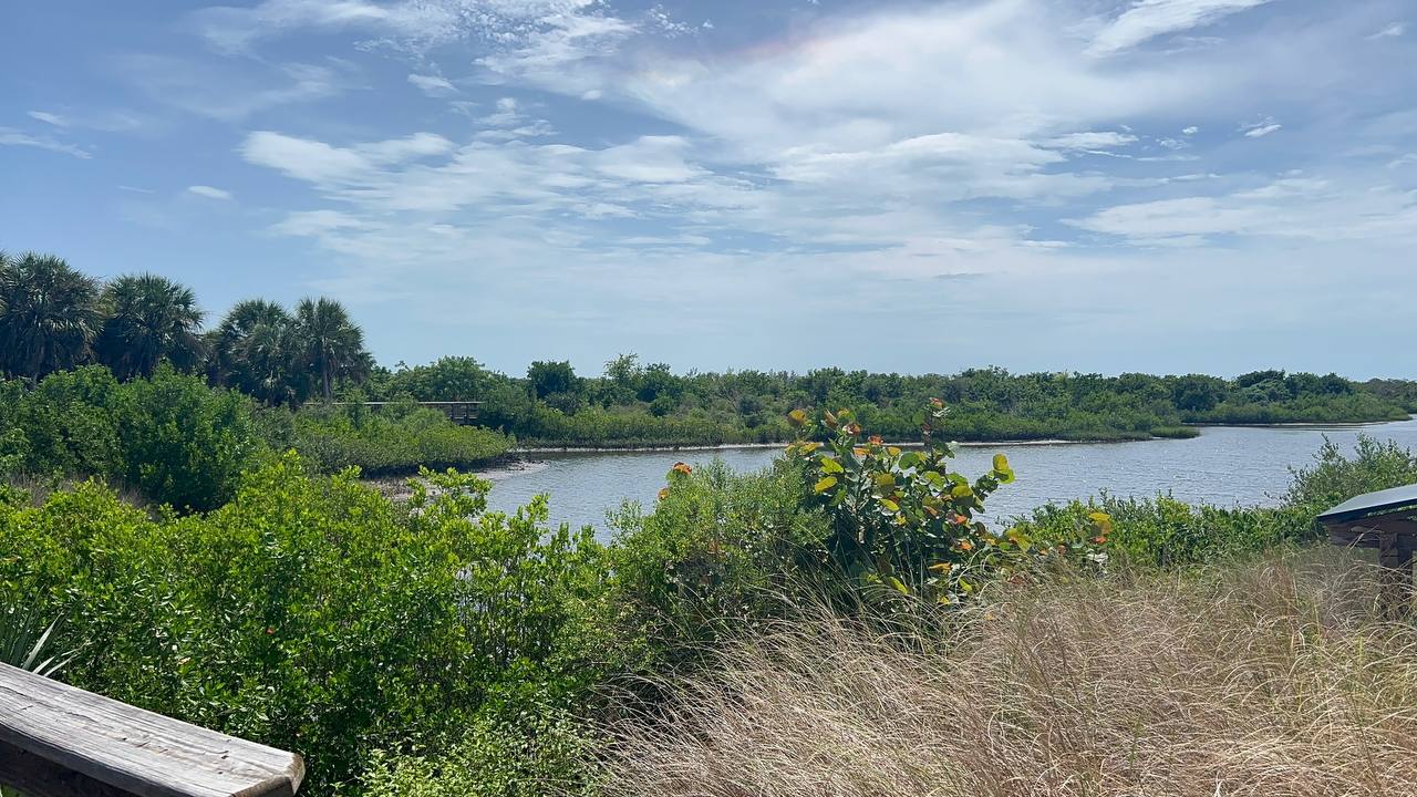 Gewässer mit Palmen und Holzbank im Vordergrund im Robinson Preserve Park