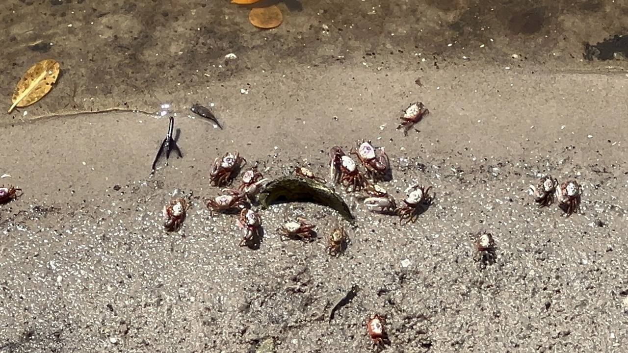 Viele kleine Krabben am feuchten Ufer im Robinson Preserve Park am neunten Tag in Florida