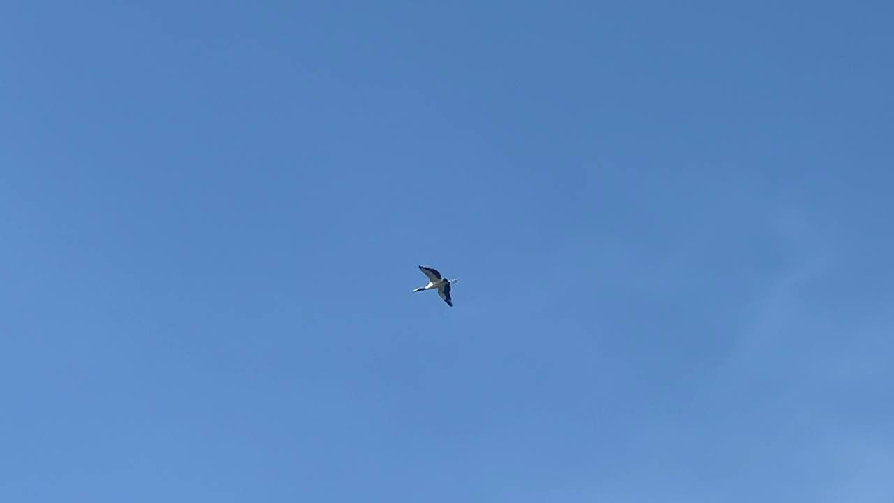 Vogel mit dunklen Flügelspitzen im Flug über dem Robinson Preserve Park am neunten Tag in Florida