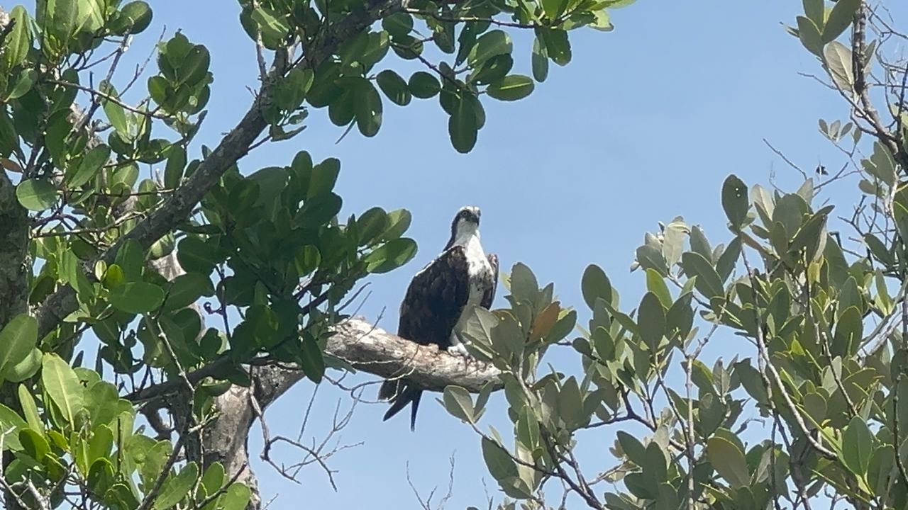 Fischadler mit weißem Kopf auf einem Ast im Robinson Preserve Park am neunten Tag in Florida
