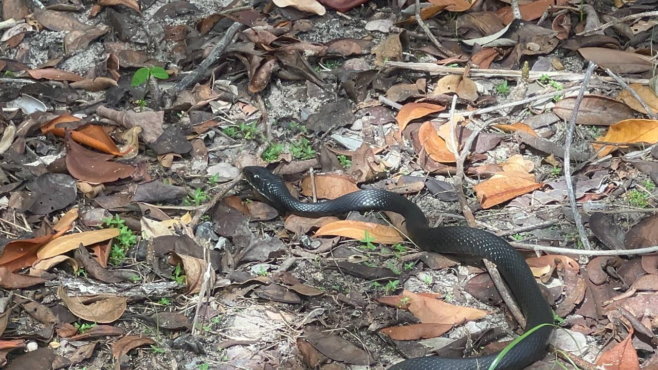 Schwarze Schlange auf dem Boden mit trockenen Blättern im Robinson Preserve Park