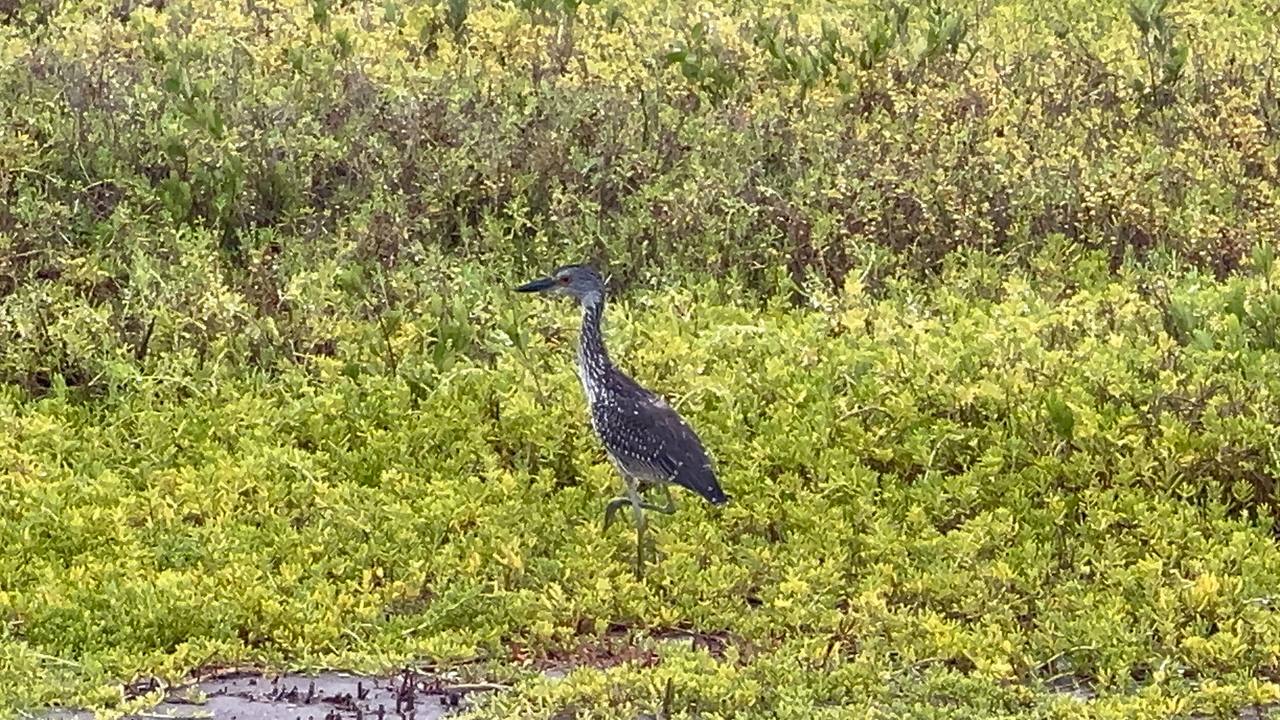 Robinson Preserve Park am 9. Tag in Florida (2)