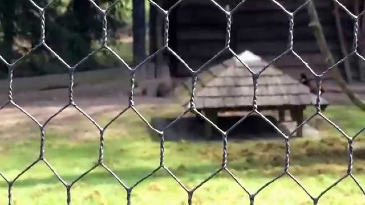 Wildpark Grafenberger Wald – Damwild im Düsseldorfer Stadtwald