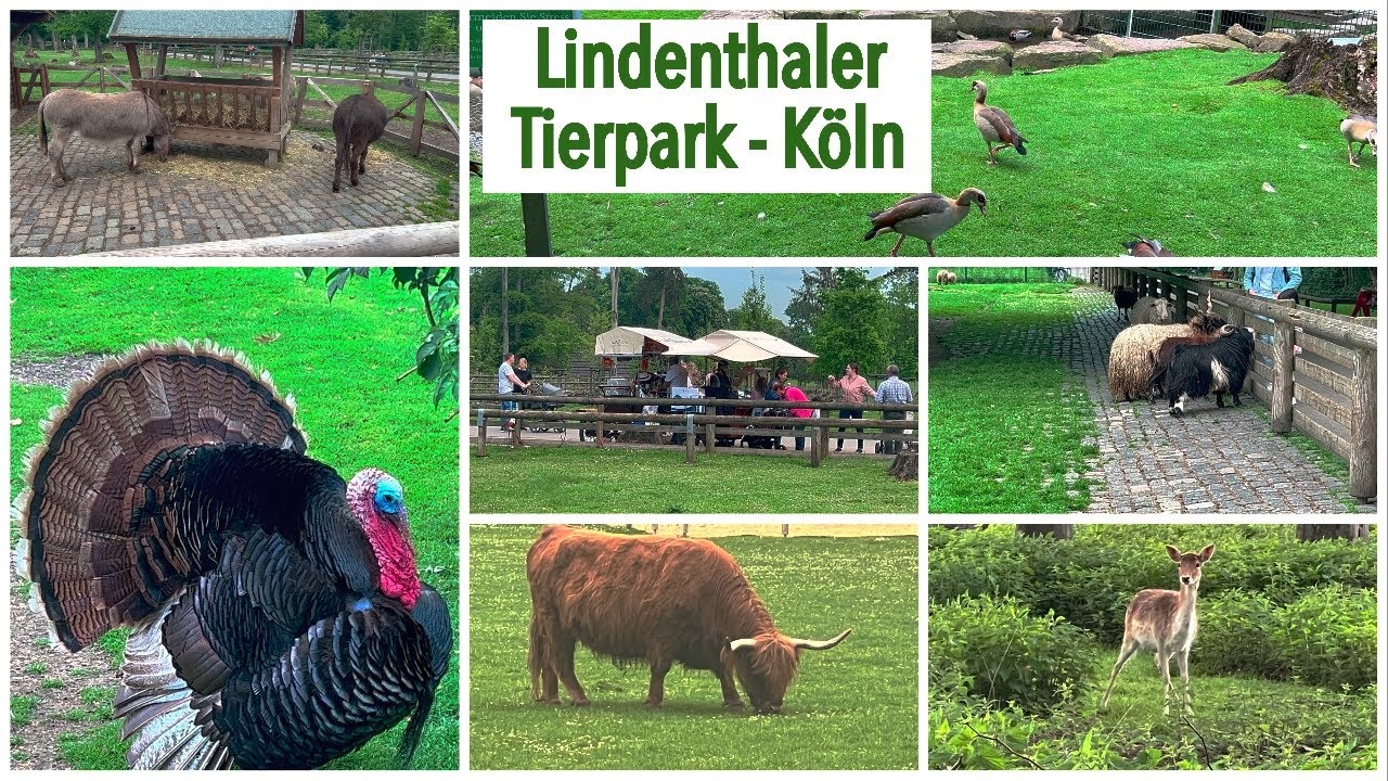 Lindenthaler Tierpark Köln – Damwild im Kölner Stadtwald