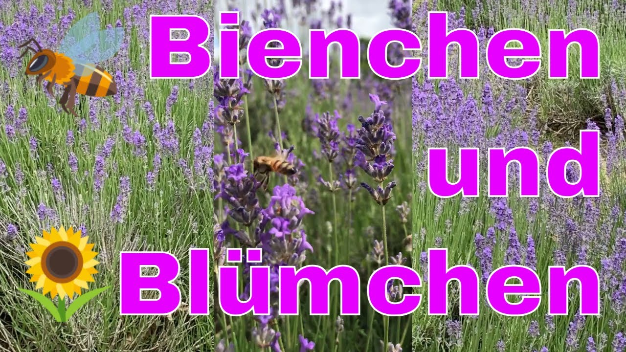 Natur-Momente – Bienen, Grashüpfer, Schnee und Jahreszeiten