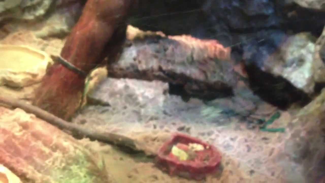 Sea Life Oberhausen – Unterwasserwelt am Centro