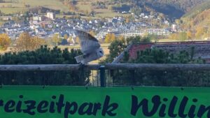 vl wildpark willingen ueberblick