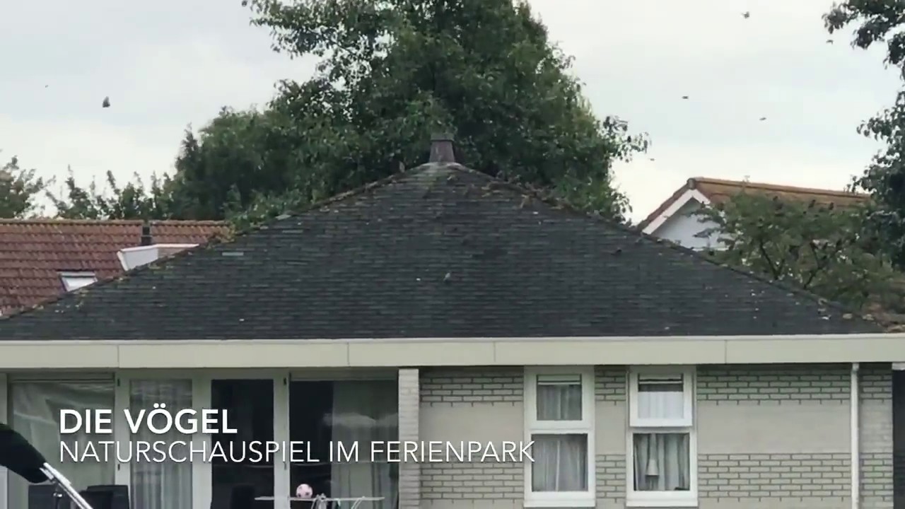 Vogelschwarm über dem Beach Resort Makkum