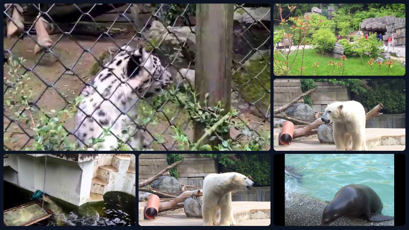 Grüner Zoo Wuppertal – Collage unserer Videos aus Tieranlagen und Rundgang