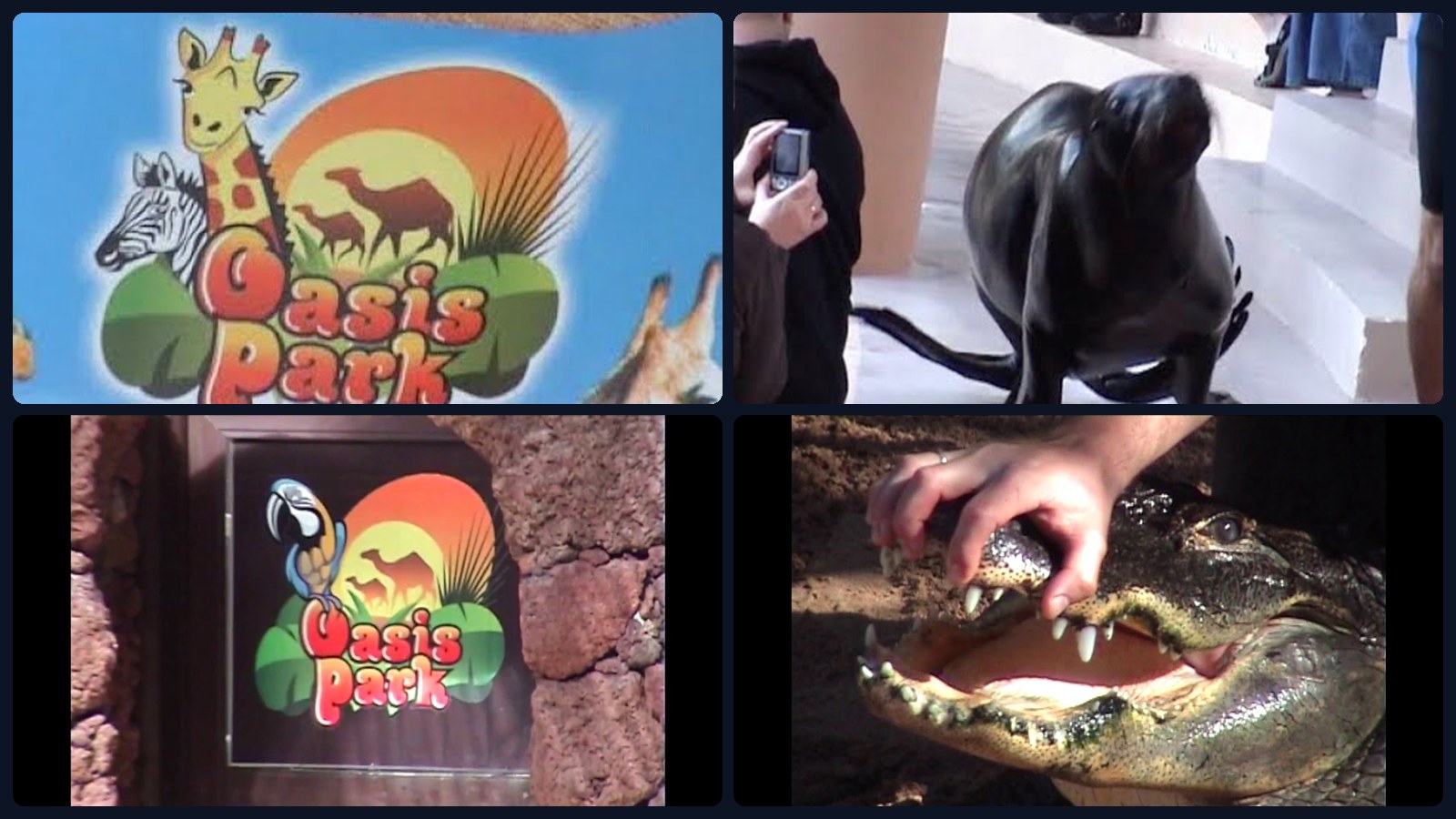 Oasis Wildlife Fuerteventura – Collage unserer Videos aus Shows und Park