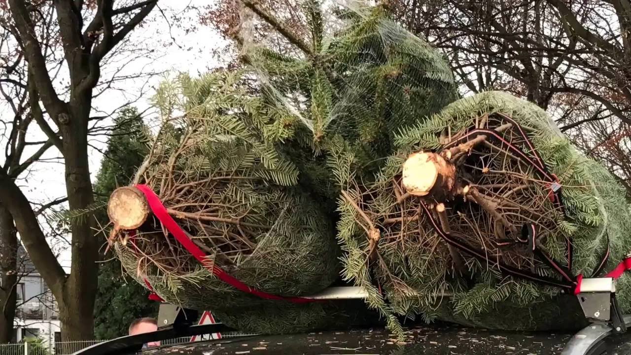 Weihnachtsbaum schlagen auf dem Gut Clarenhof in Frechen (Vorschaubild des Videos)