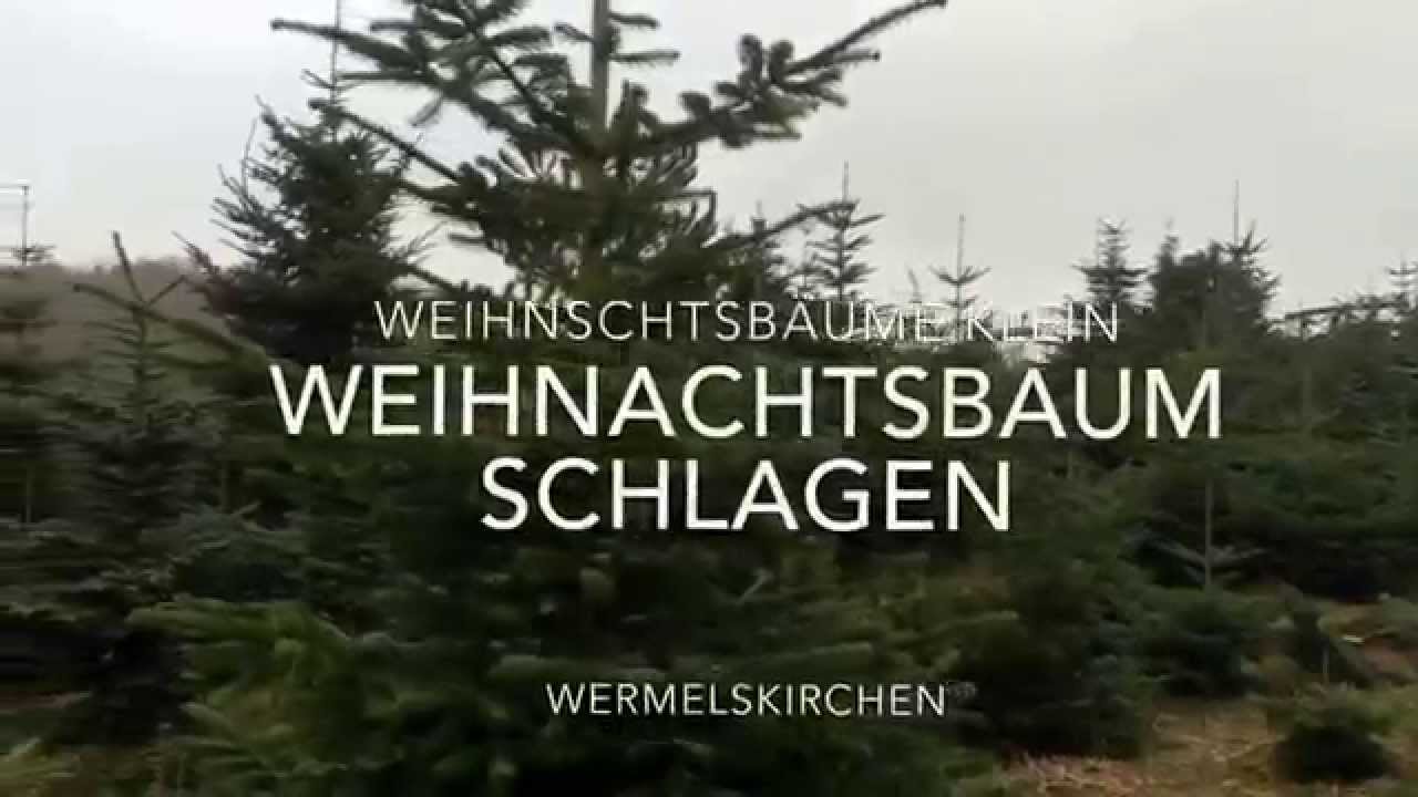 Weihnachtsbaum schlagen bei Weihnachtsbäume Klein in Wermelskirchen (Vorschaubild des Videos)